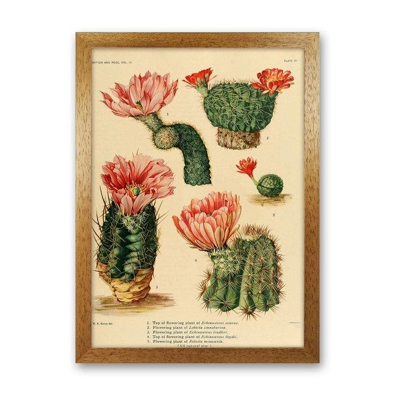 Cactus Series 3 Art Print by Jason Stanley Oak Grain