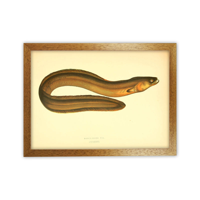 Broad Nosed Eel Art Print by Jason Stanley Oak Grain