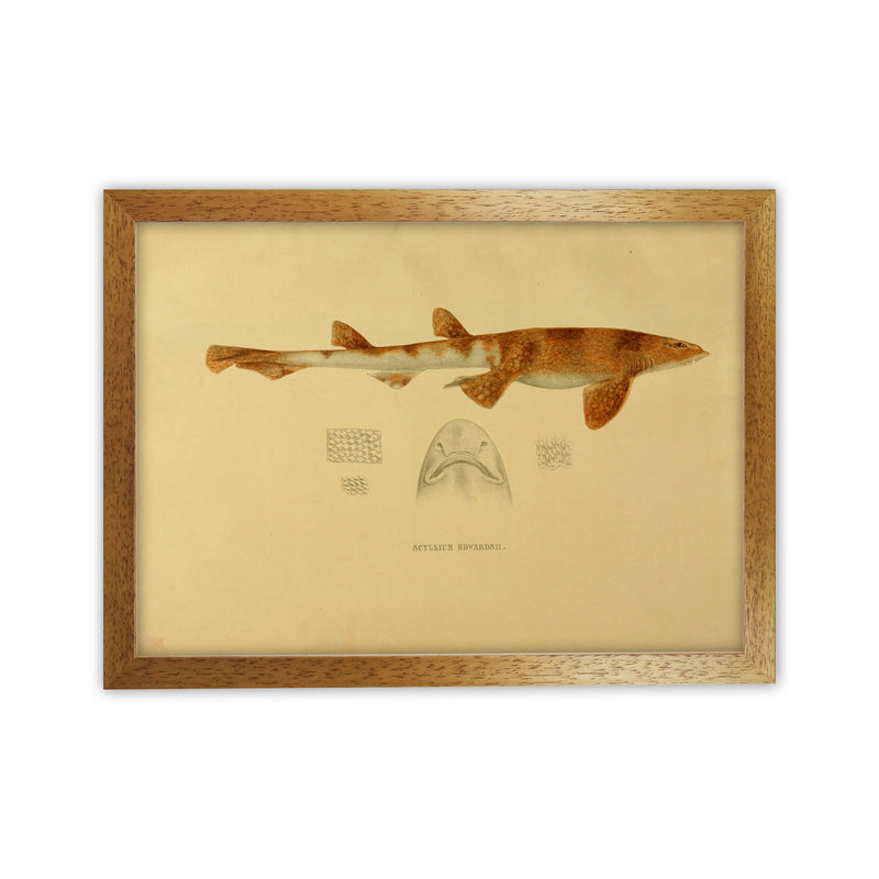 Shark Series 1 Art Print by Jason Stanley Oak Grain