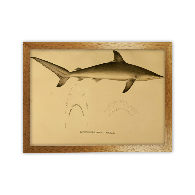 Shark Series 4 Art Print by Jason Stanley Oak Grain