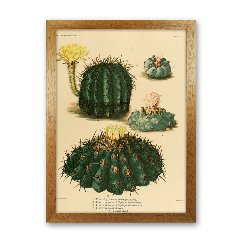 Cactus Series8 Art Print by Jason Stanley Oak Grain
