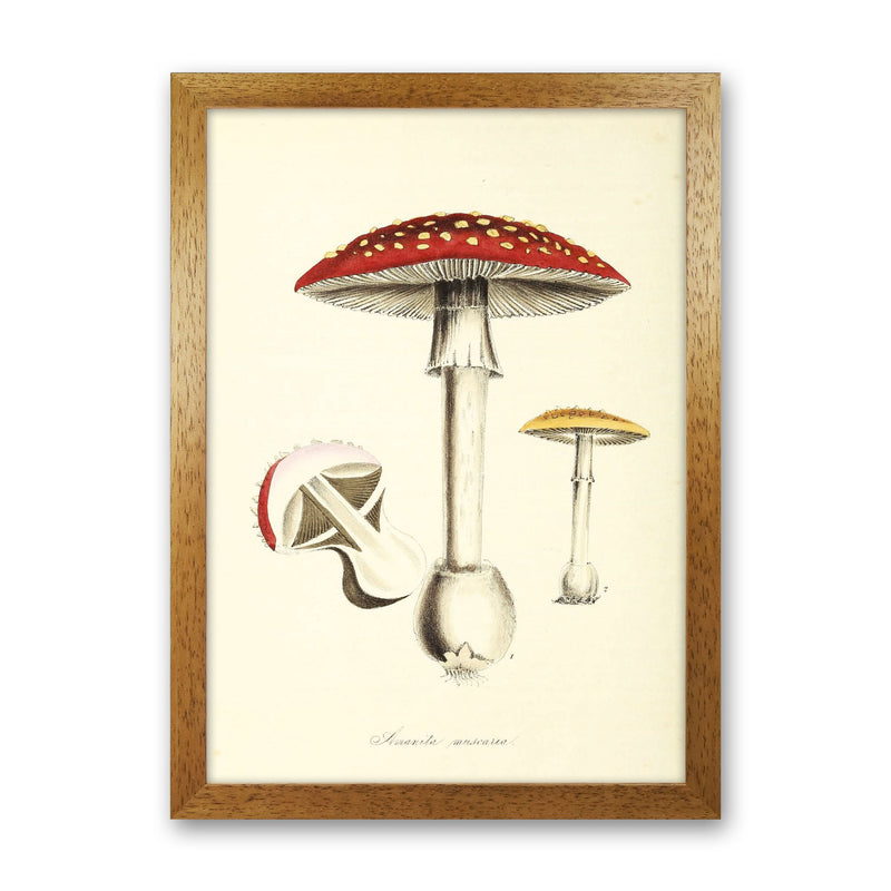 Magic Mushrooms Art Print by Jason Stanley Oak Grain