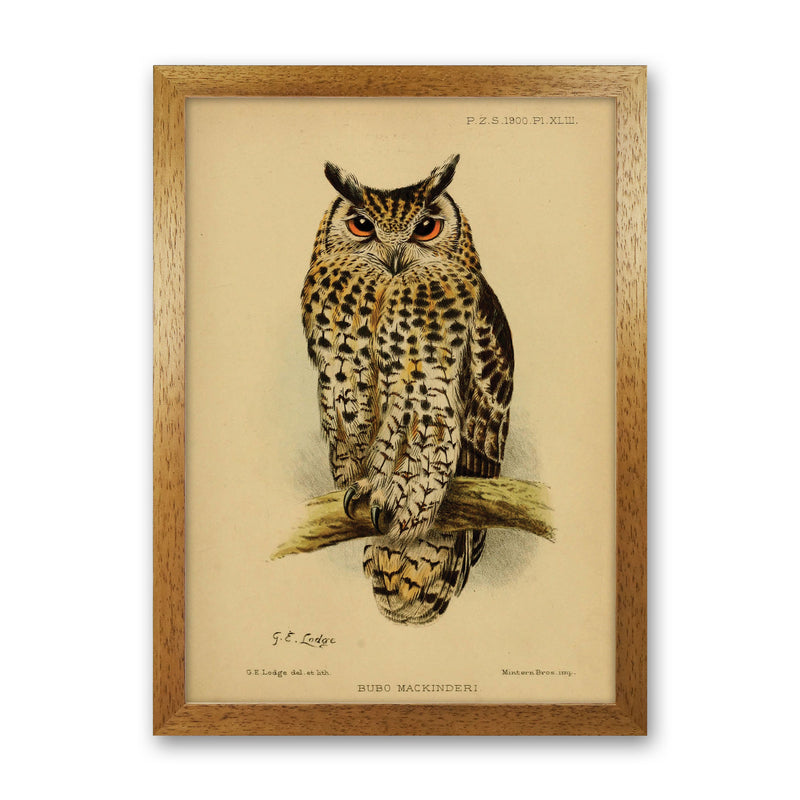 Vintage Owl Art Print by Jason Stanley Oak Grain