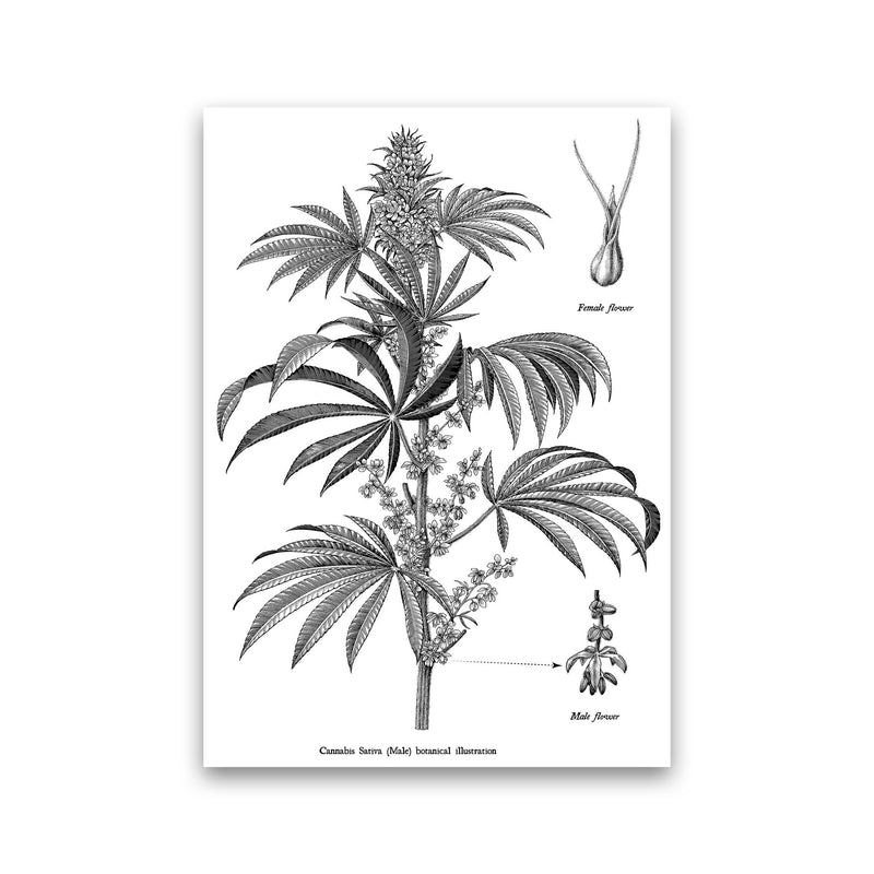 Cannabis Sativa Botanical Illustration Art Print by Jason Stanley Print Only
