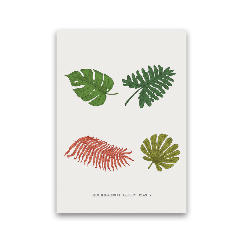 Identification Of Tropical Plants Art Print by Jason Stanley Print Only