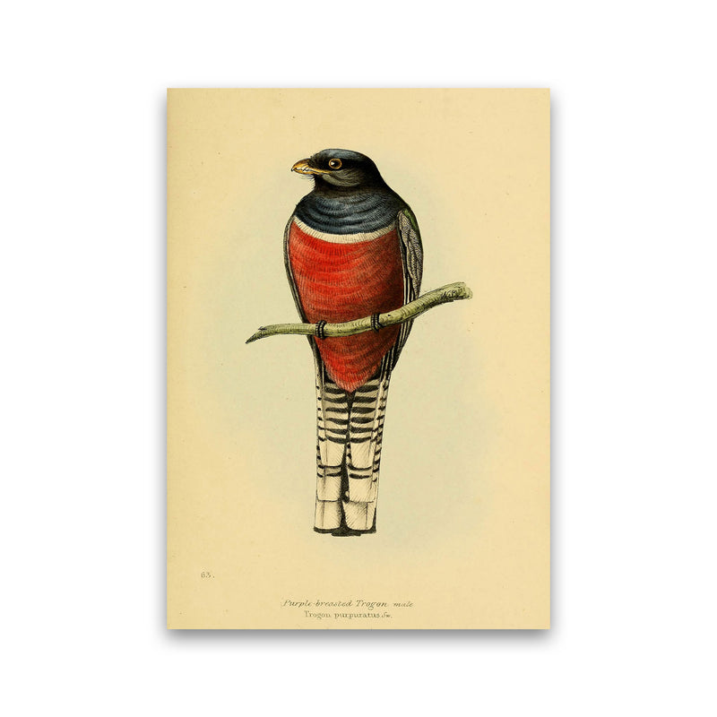 Vintage Purple Breasted Trogon Art Print by Jason Stanley Print Only