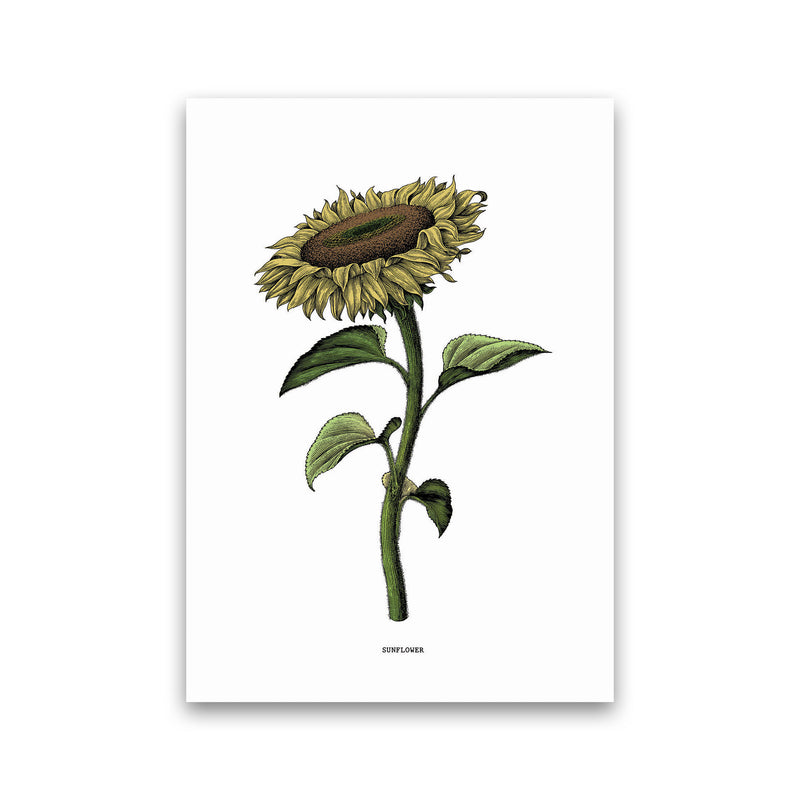 Sunflowers For President Art Print by Jason Stanley Print Only