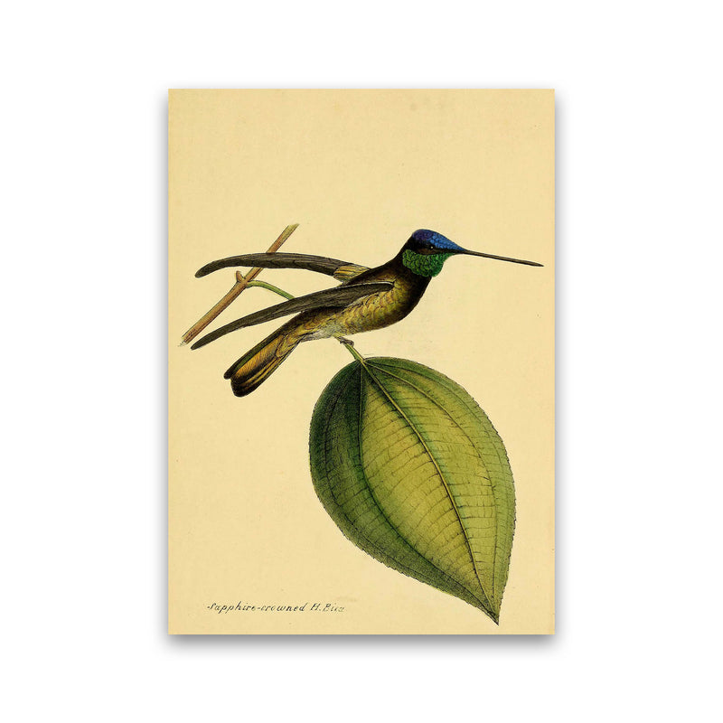 Crowned Humming Bird Art Print by Jason Stanley Print Only