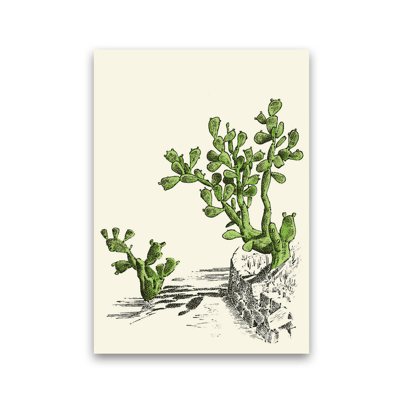Prickly Pear Cactus Art Print by Jason Stanley Print Only