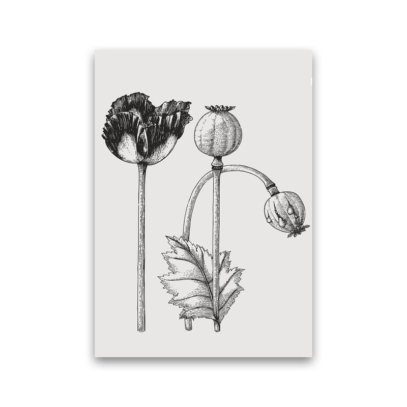 Vintage Poppy Plant Art Print by Jason Stanley Print Only