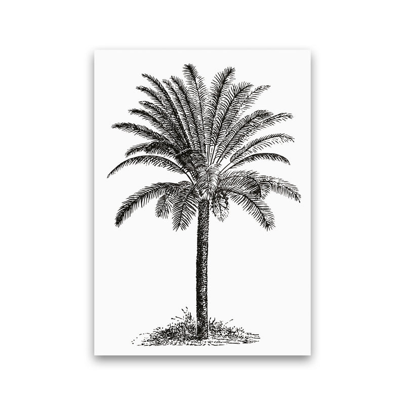 Vintage Palm Tree Art Print by Jason Stanley Print Only