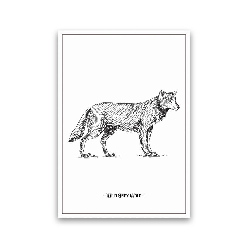 Wild Grey Wolf Art Print by Jason Stanley Print Only