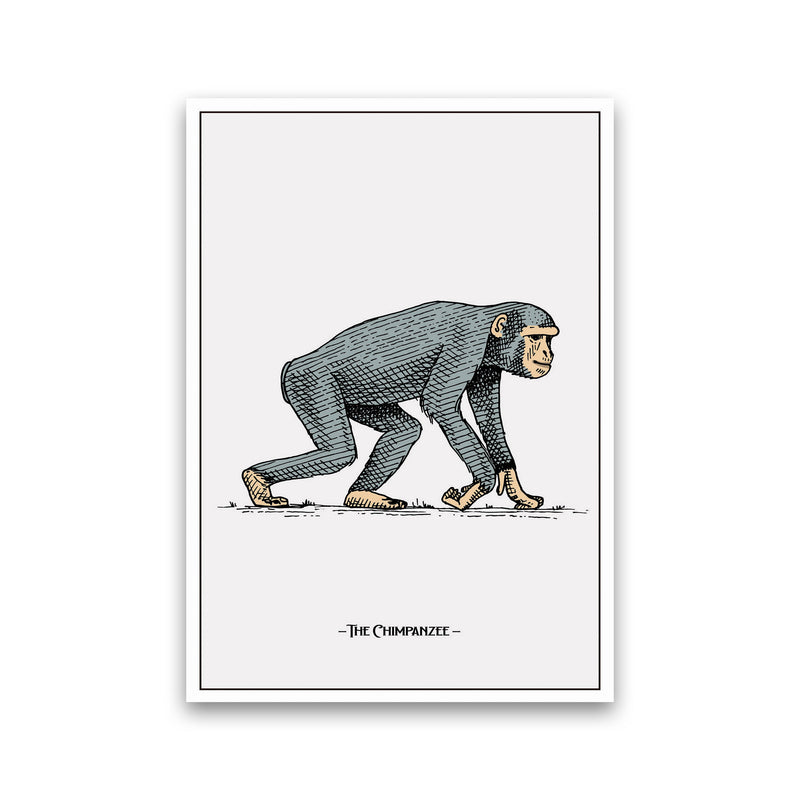 The Chimpanzee Art Print by Jason Stanley Print Only
