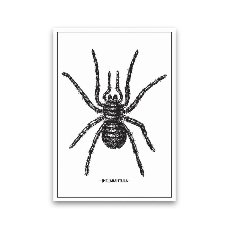 The Tarantula Art Print by Jason Stanley Print Only