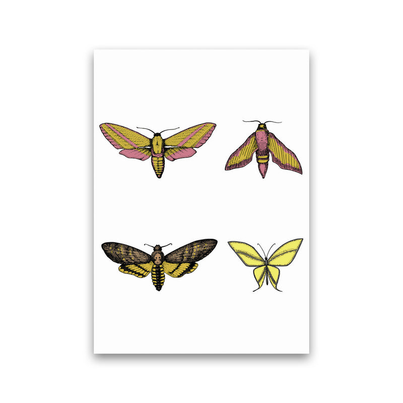 Vintage Moths Art Print by Jason Stanley Print Only