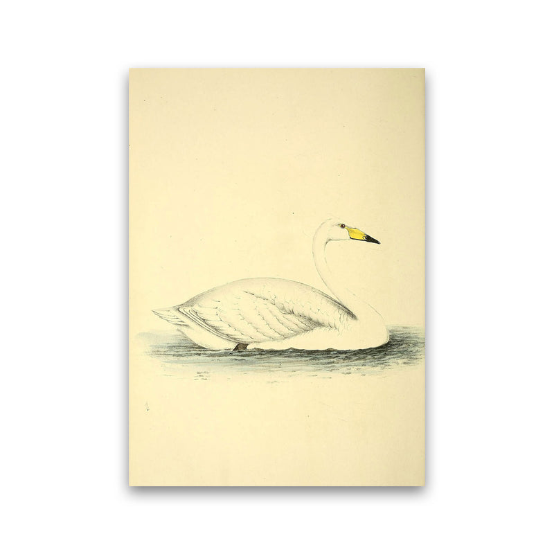 Vintage Swan Art Print by Jason Stanley Print Only