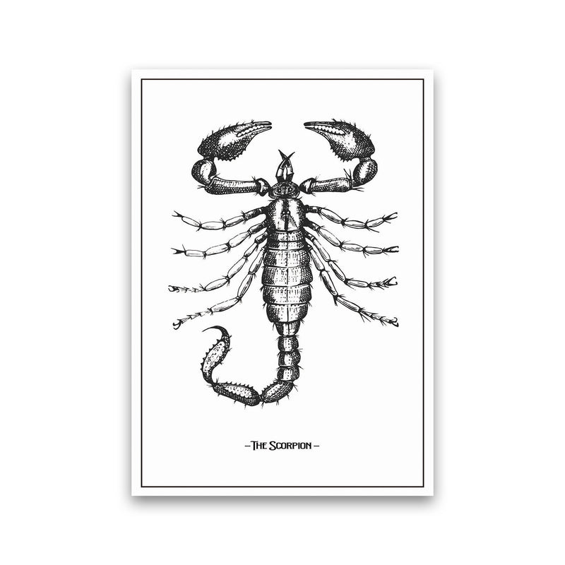 The Scorpion Art Print by Jason Stanley Print Only