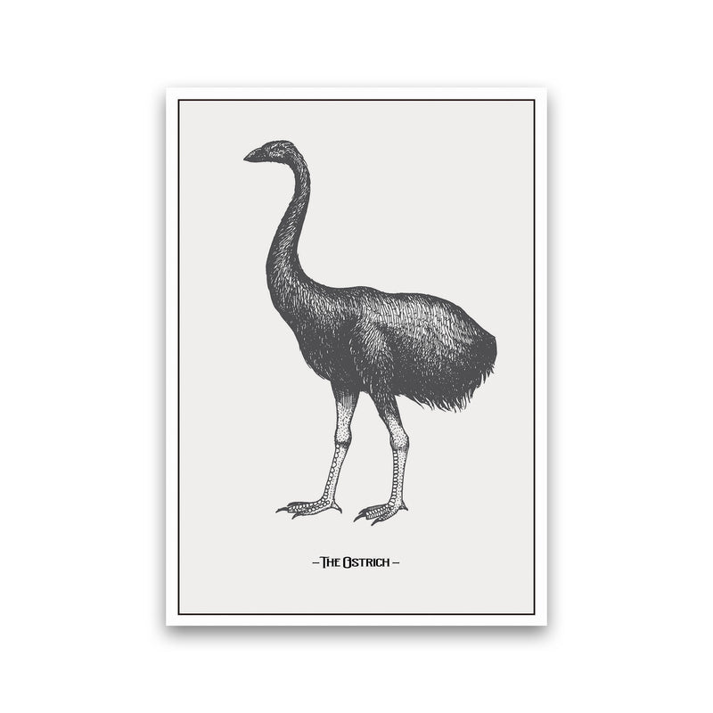 The Ostrich Art Print by Jason Stanley Print Only