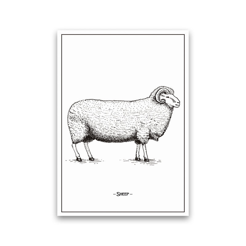 Sheep Art Print by Jason Stanley Print Only