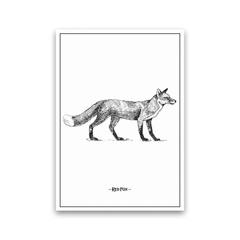 Red Fox Art Print by Jason Stanley Print Only