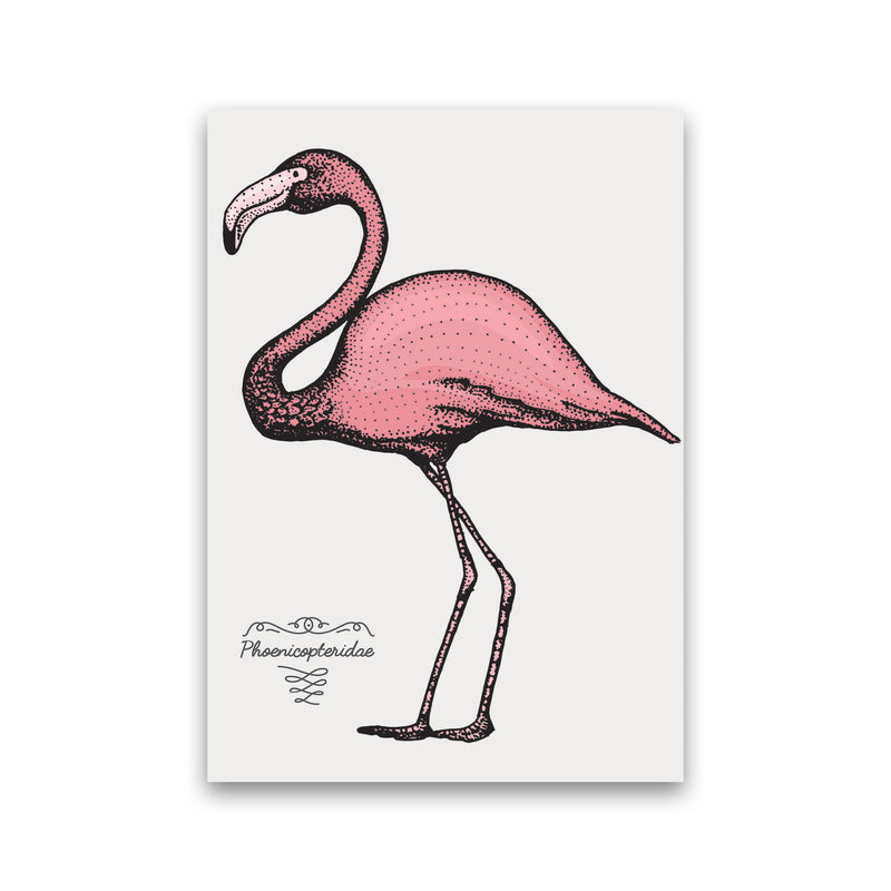 Flamingo Art Print by Jason Stanley Print Only