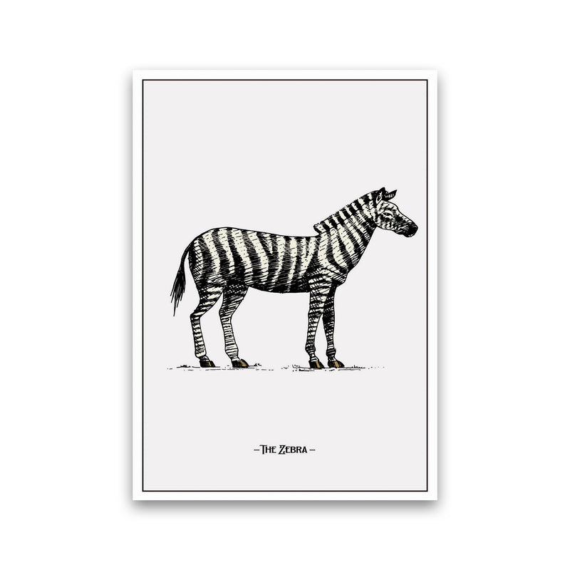 The Zebra Art Print by Jason Stanley Print Only