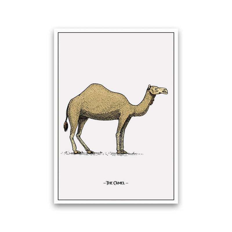 The Camel Art Print by Jason Stanley Print Only