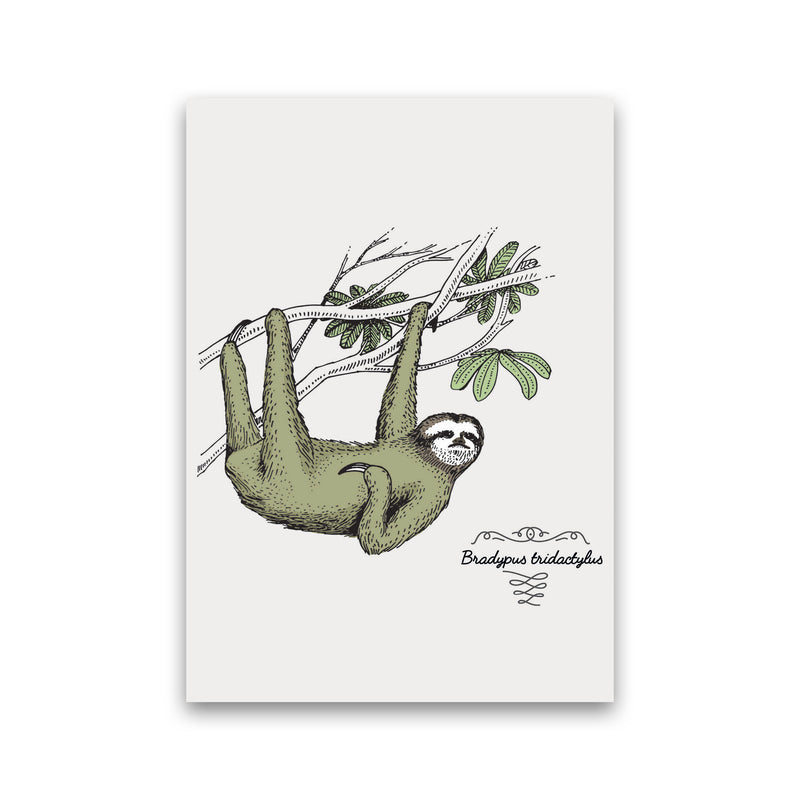 Sloth Art Print by Jason Stanley Print Only