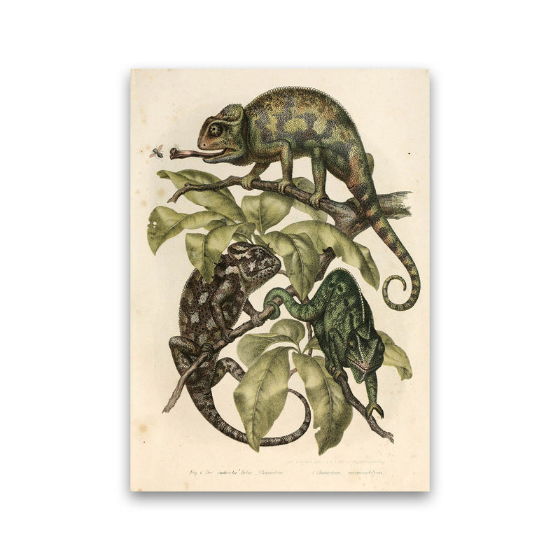 Vintage Chameleon Illustration Art Print by Jason Stanley Print Only