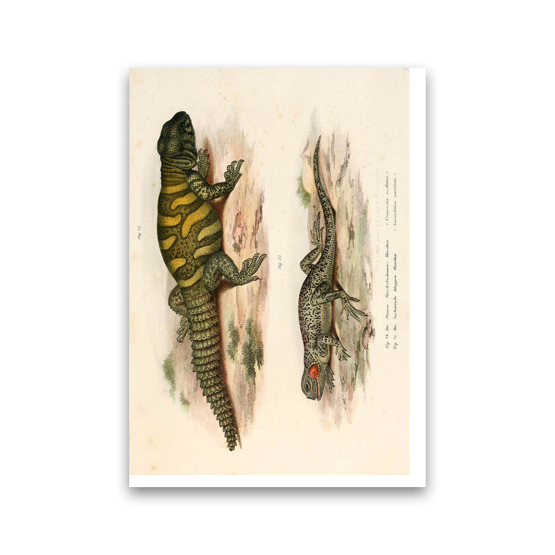 Vintage Lizard Illustration Art Print by Jason Stanley Print Only