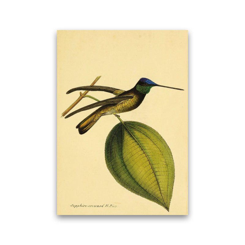 Sapphire Crowned Hummingbird Art Print by Jason Stanley Print Only