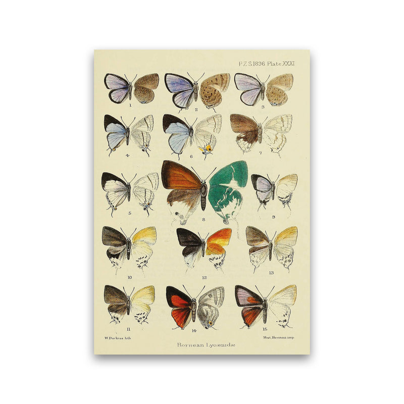 Vintage Butterfly Assortment Art Print by Jason Stanley Print Only