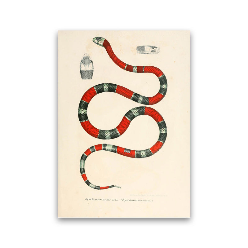 Vintage Snake Illustration 2 Art Print by Jason Stanley Print Only