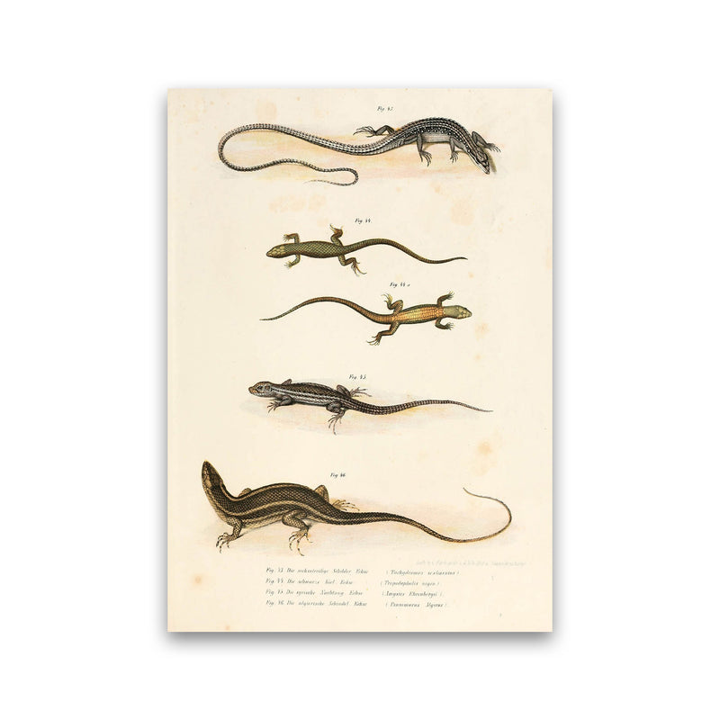 Vintage Salamander Illustration Art Print by Jason Stanley Print Only