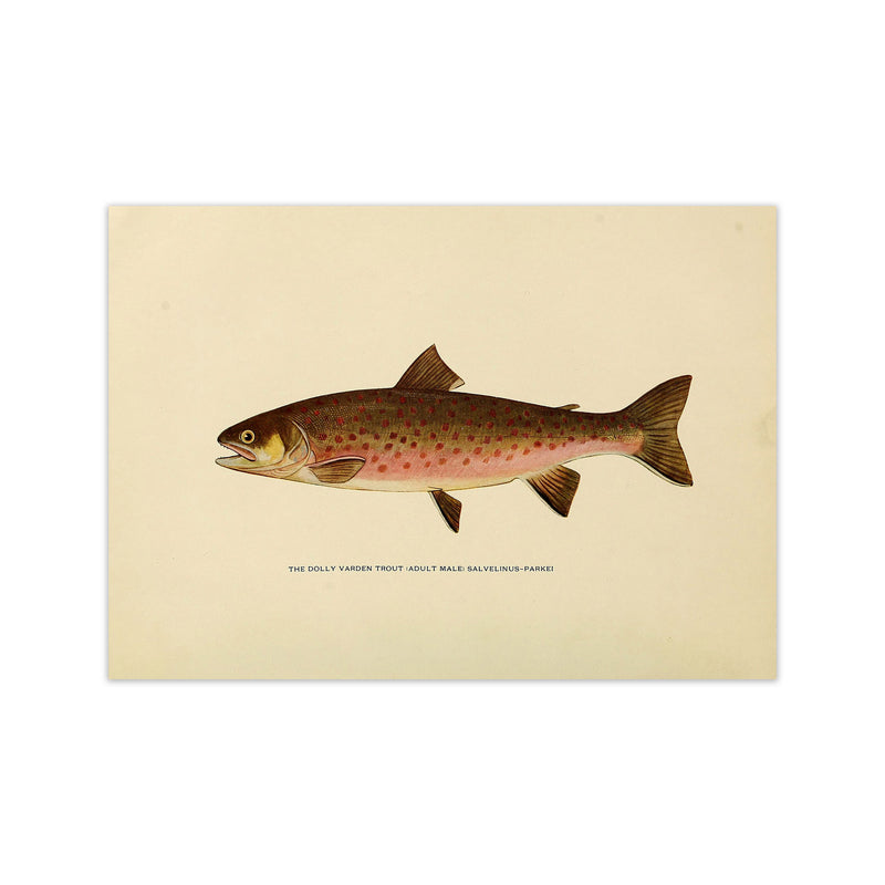 Dolly Varden Trout Illustration Art Print by Jason Stanley Print Only