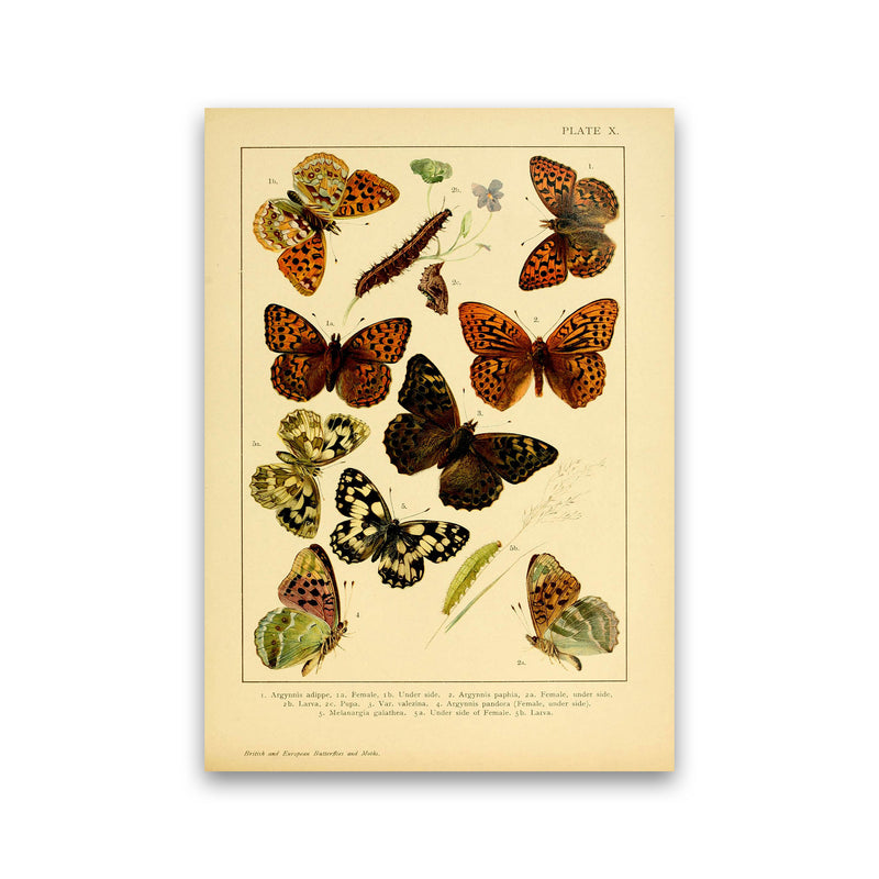 Vintage Butterfly Illustration Art Print by Jason Stanley Print Only