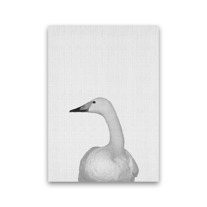 The Case Of The Lost Goose Art Print by Jason Stanley Print Only