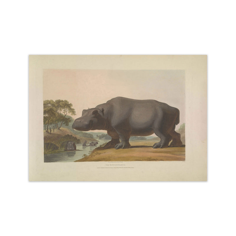 Vintage Hippo Illustration Art Print by Jason Stanley Print Only