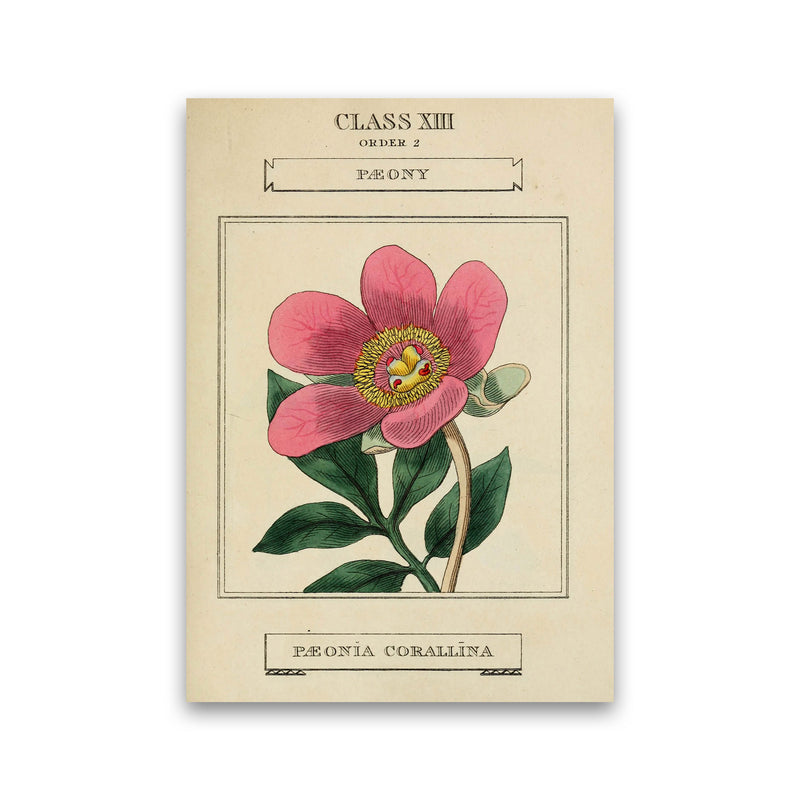 Vintage Flower Series 6 Art Print by Jason Stanley Print Only