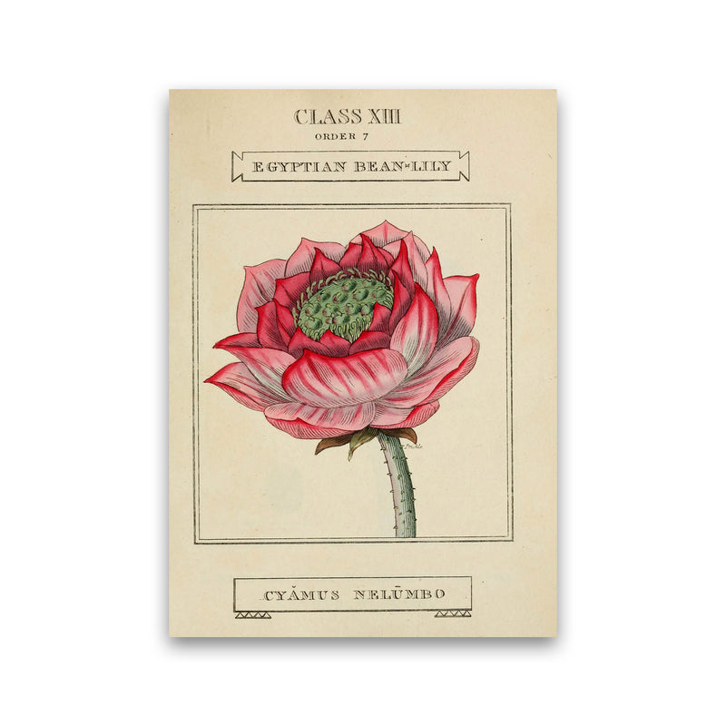 Vintage Flower Series 7 Art Print by Jason Stanley Print Only