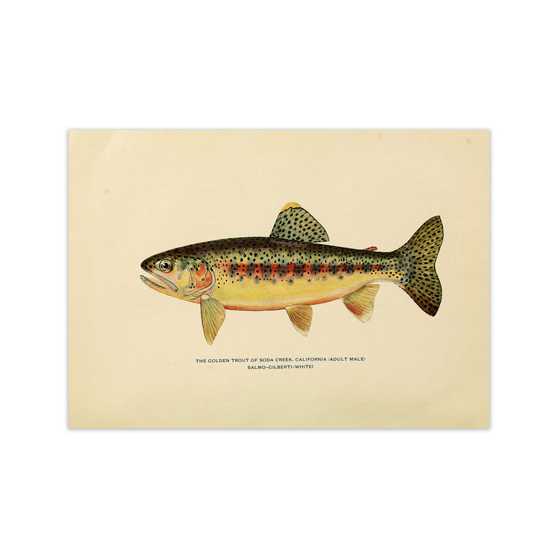 Golden Trout Illustration Art Print by Jason Stanley Print Only
