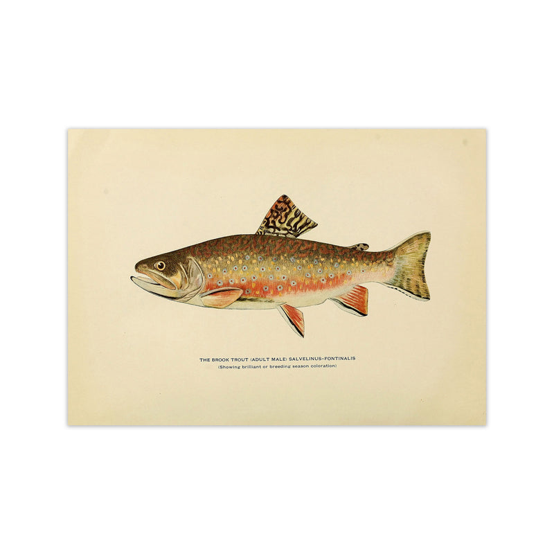 Brook Trout Illustration Art Print by Jason Stanley Print Only