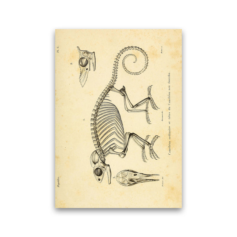 Chameleon Skeleton System Art Print by Jason Stanley Print Only