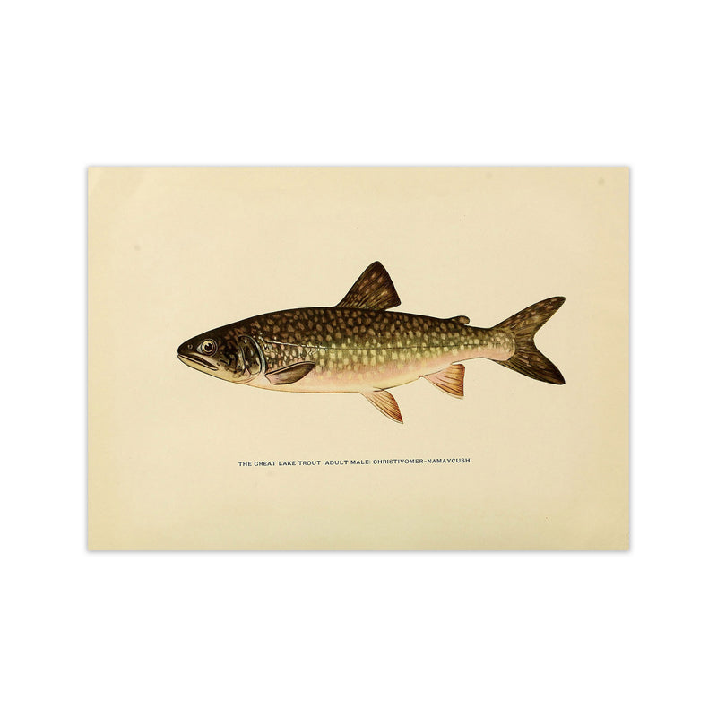 Lake Trout Illustration Art Print by Jason Stanley Print Only