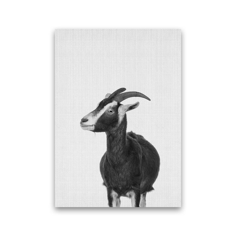 This Goat Takes The Cake Art Print by Jason Stanley Print Only