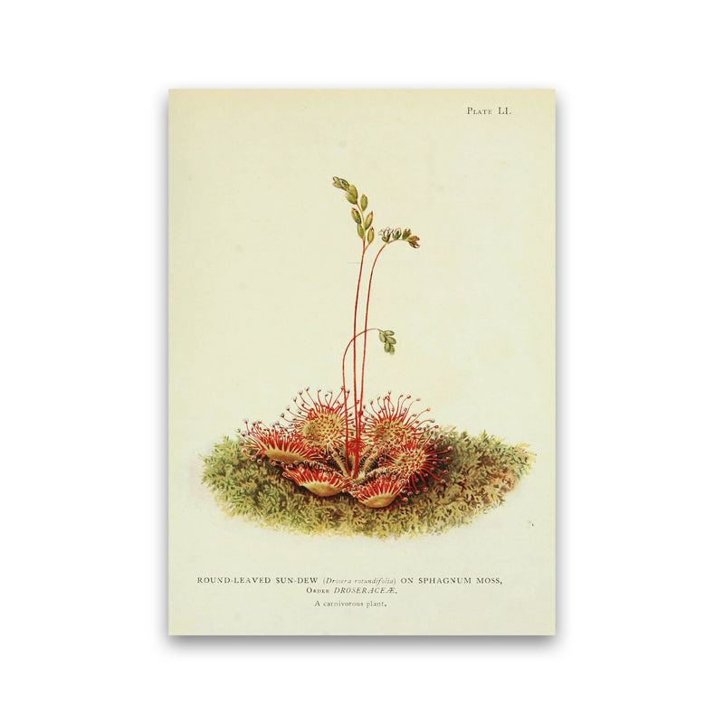 A Carnivorous Plant Art Print by Jason Stanley Print Only