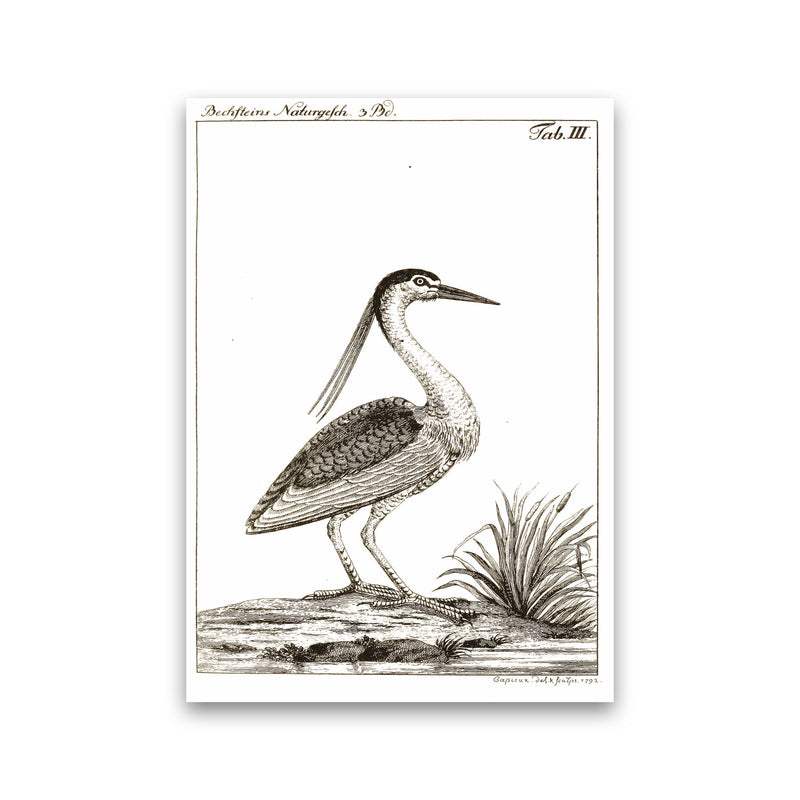 Vintage Hunting Bird Art Print by Jason Stanley Print Only