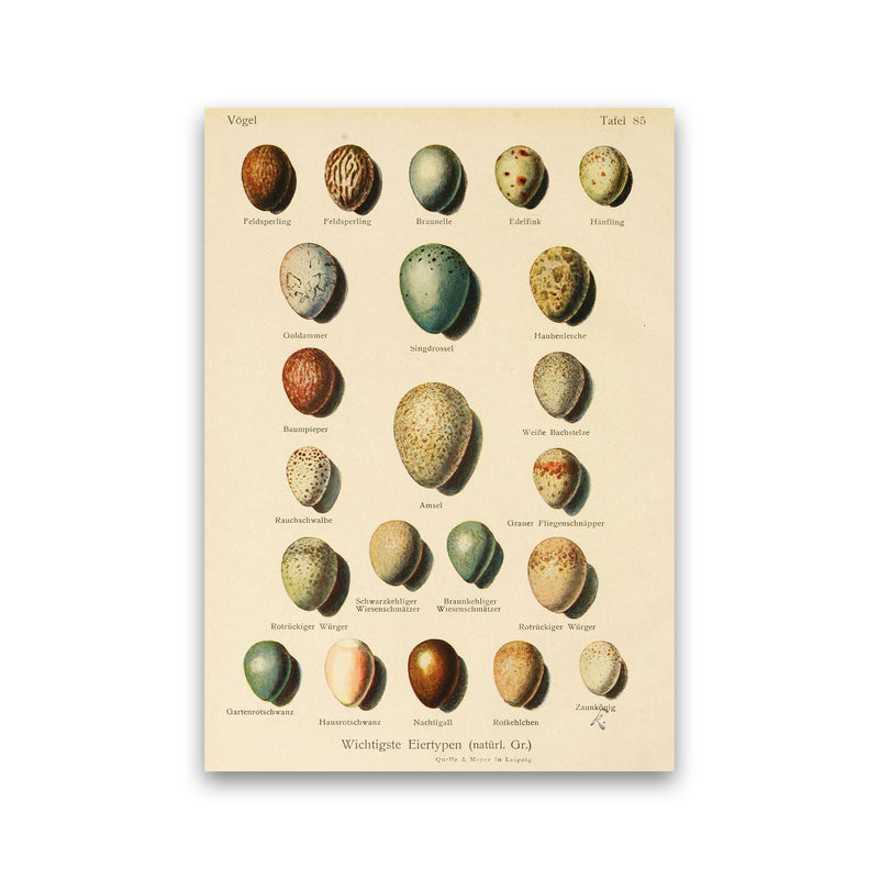 Vintage Set Of Eggs Art Print by Jason Stanley Print Only