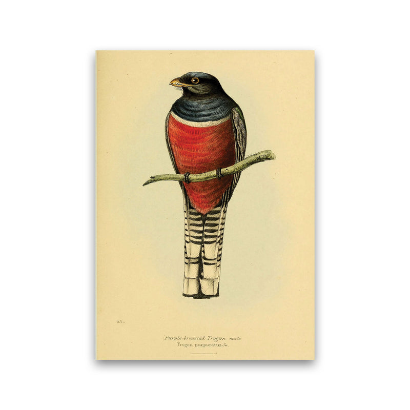 Purple Breasted Trogon Art Print by Jason Stanley Print Only