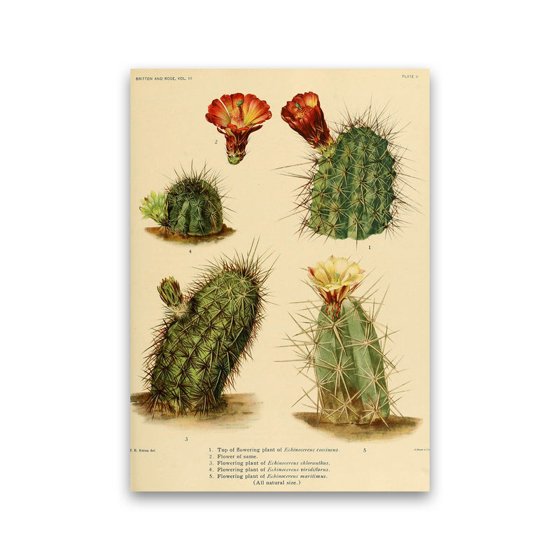 Cactus Series 1 Art Print by Jason Stanley Print Only